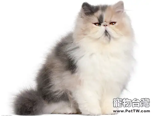 波斯貓的日常管理之洗澡(1圖)-寵物台灣