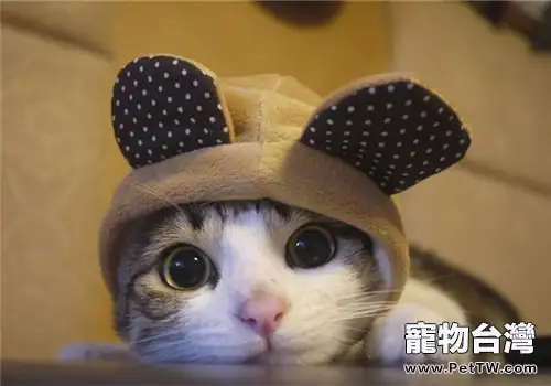 貓咪冬季要穿衣服嗎？（1圖）-寵物台灣