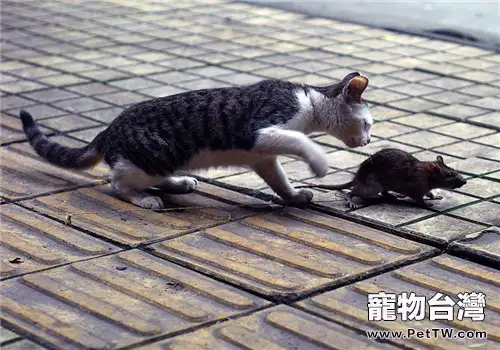 怎樣教會貓咪抓老鼠