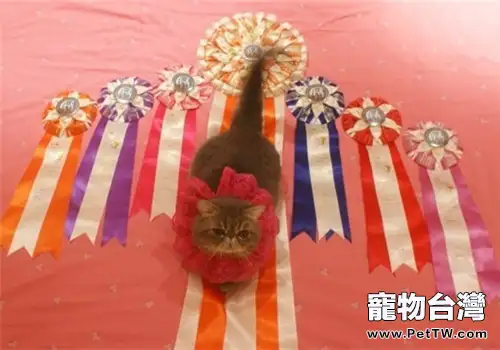 關於貓咪尾巴姿勢的解釋（1圖）-寵物台灣