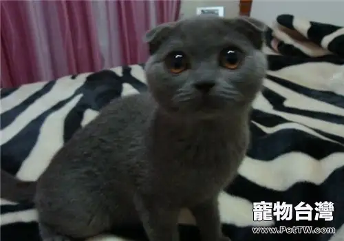 關於貓咪的習性以及個性（1圖）-寵物台灣