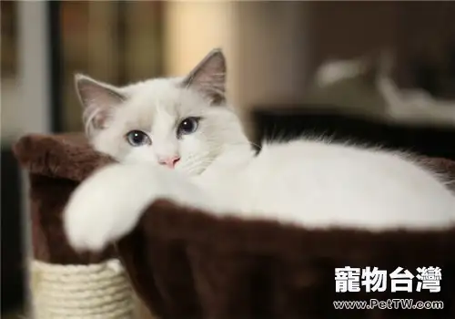 給貓咪洗澡的四點提示