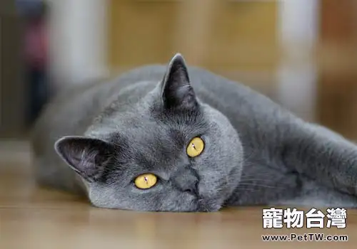 貓咪為什麼能跟著音樂搖頭晃腦（1圖）-寵物台灣