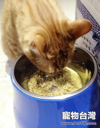 夏天到了，貓咪能剃毛嗎？