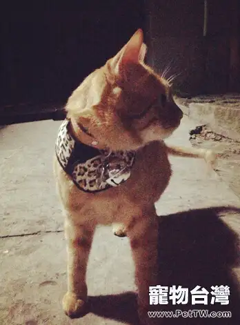 夏天到了，貓咪能剃毛嗎？