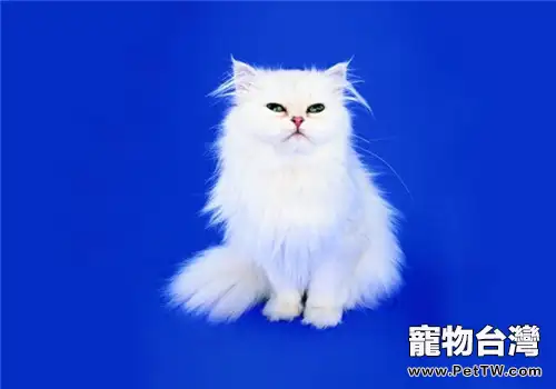 波斯貓流眼淚的原因(1圖)-寵物台灣