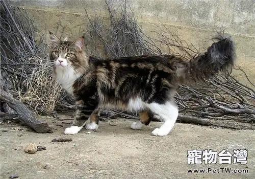 潮濕環境下如何保存貓糧(1圖)-寵物台灣