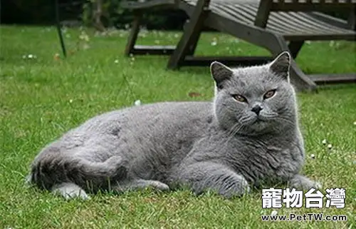 英國短毛貓怎麼科學飼養(1圖)-寵物台灣