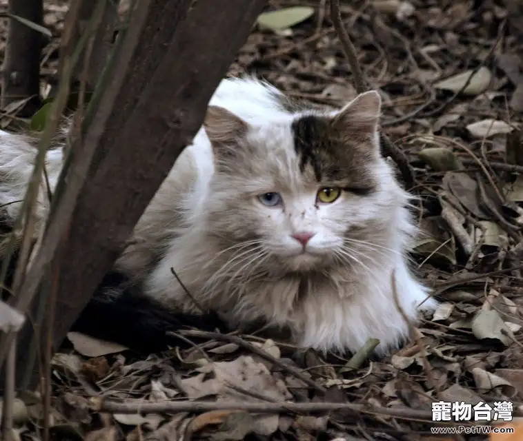 怎麼對待流浪貓？