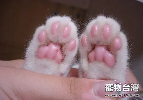 為什麼貓咪的肉墊不喜歡被人碰?(1圖)-寵物台灣
