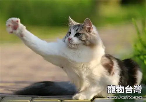 如何幫貓咪剪指甲(1圖)-寵物台灣
