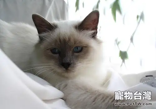 壓力過大會導致貓咪嘴饞