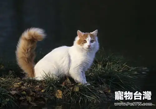 主人不在家，貓咪如何減肥（1圖）-寵物台灣