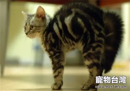 貓咪表達自己意圖的方式