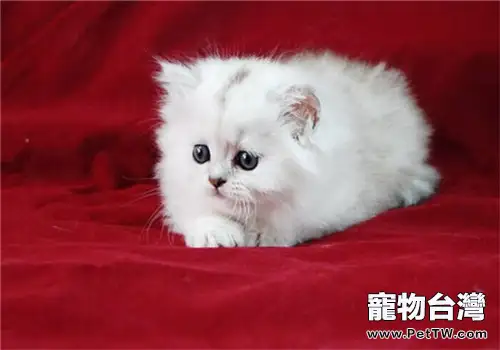 貓咪喜歡打呼嚕的原因