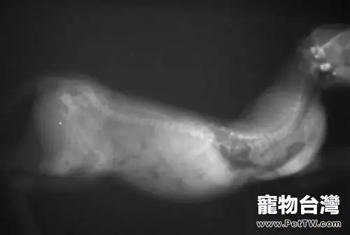 深入瞭解貓咪對維生素的攝入需求