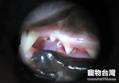 深入瞭解貓咪對維生素的攝入需求