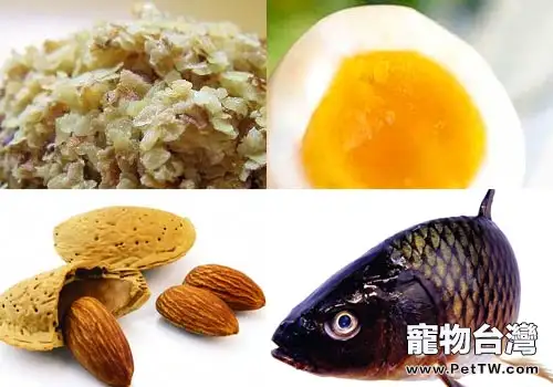 深入瞭解貓咪對維生素的攝入需求