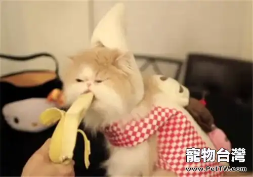 貓咪不可以餵狗糧