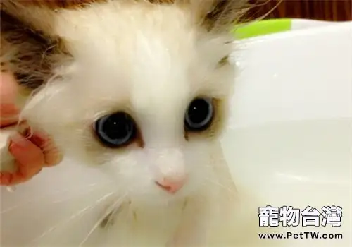 貓咪洗澡過程影響毛髮