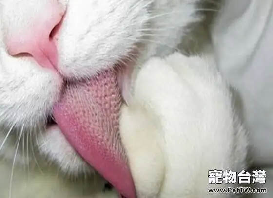 貓吃魚也會有壞處？