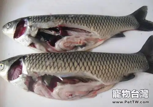 貓吃魚也會有壞處？
