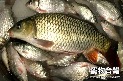 貓吃魚也會有壞處？