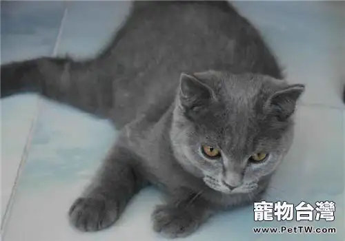 老年人養貓可以降低中風的幾率（1圖）-寵物台灣