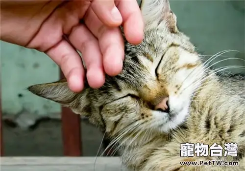 怎樣與貓咪親近(1圖)-寵物台灣