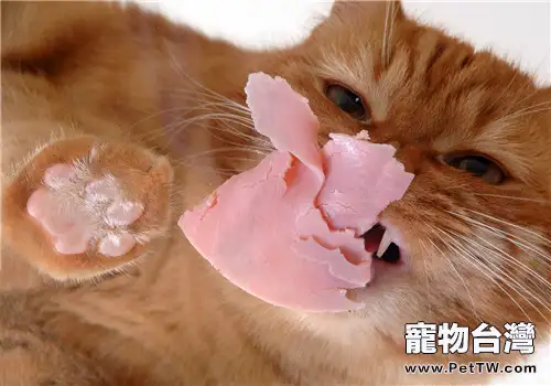 給貓咪吃火腿腸真的好嗎?(1圖)-寵物台灣