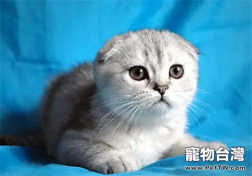 貓咪為什麼不喜歡洗澡