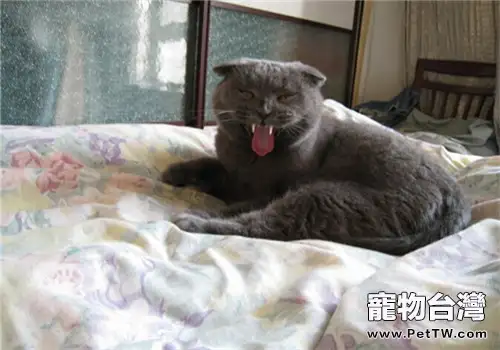 被貓咪咬傷怎麼急救(1圖)-寵物台灣