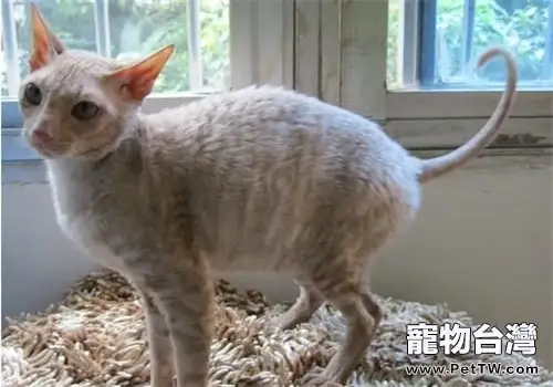 教會柯尼斯卷毛貓與其他動物相處(1圖)-寵物台灣