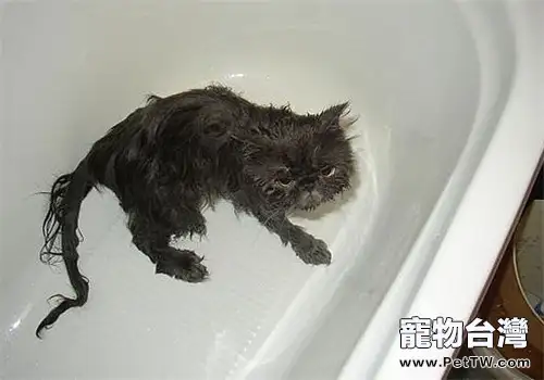 給貓咪洗澡的七個注意與十個步驟