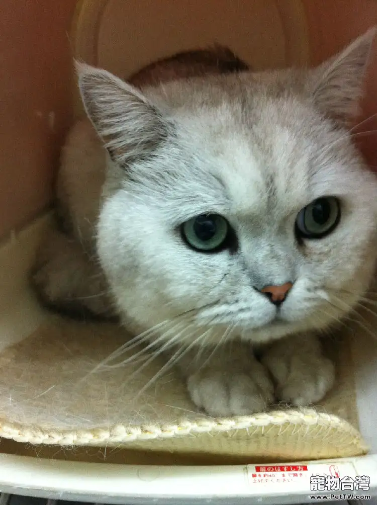 貓咪喝水有學問 貓咪喝水有學問