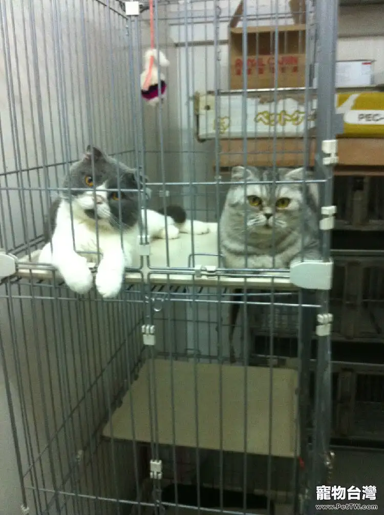 貓咪喝水有學問 貓咪喝水有學問