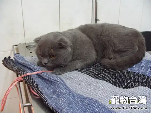 貓咪喝水有學問(共6張圖片)-寵物台灣