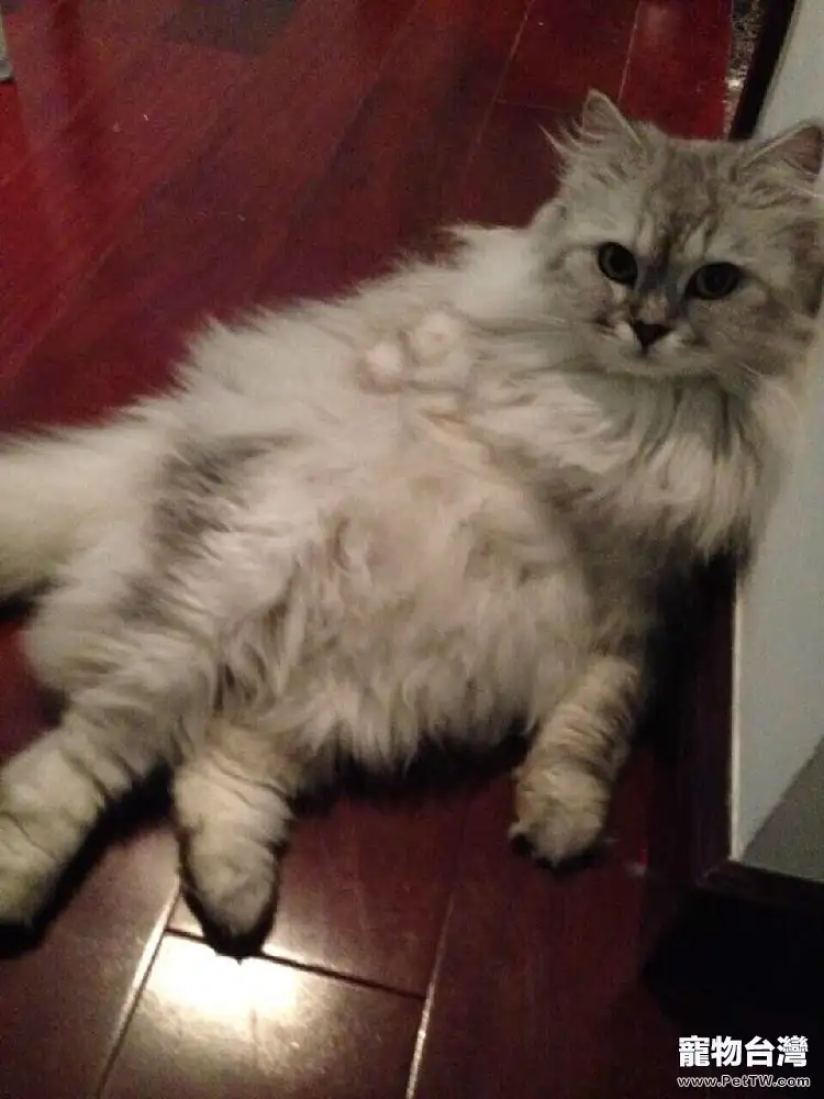 貓咪喝水有學問 貓咪喝水有學問