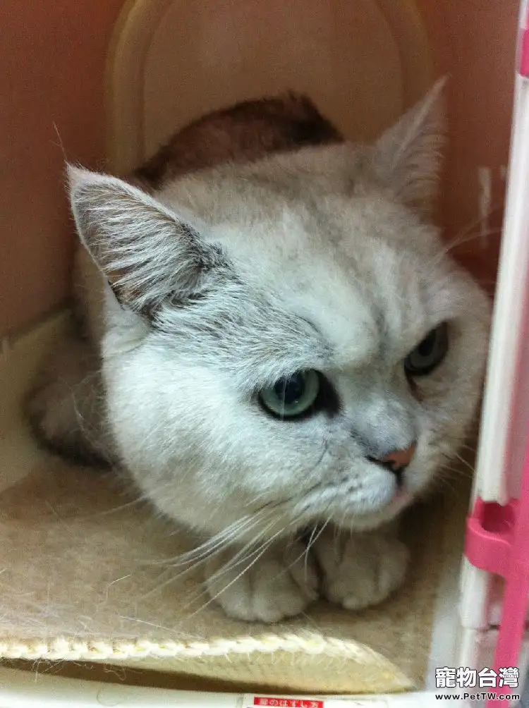 貓咪喝水有學問 貓咪喝水有學問