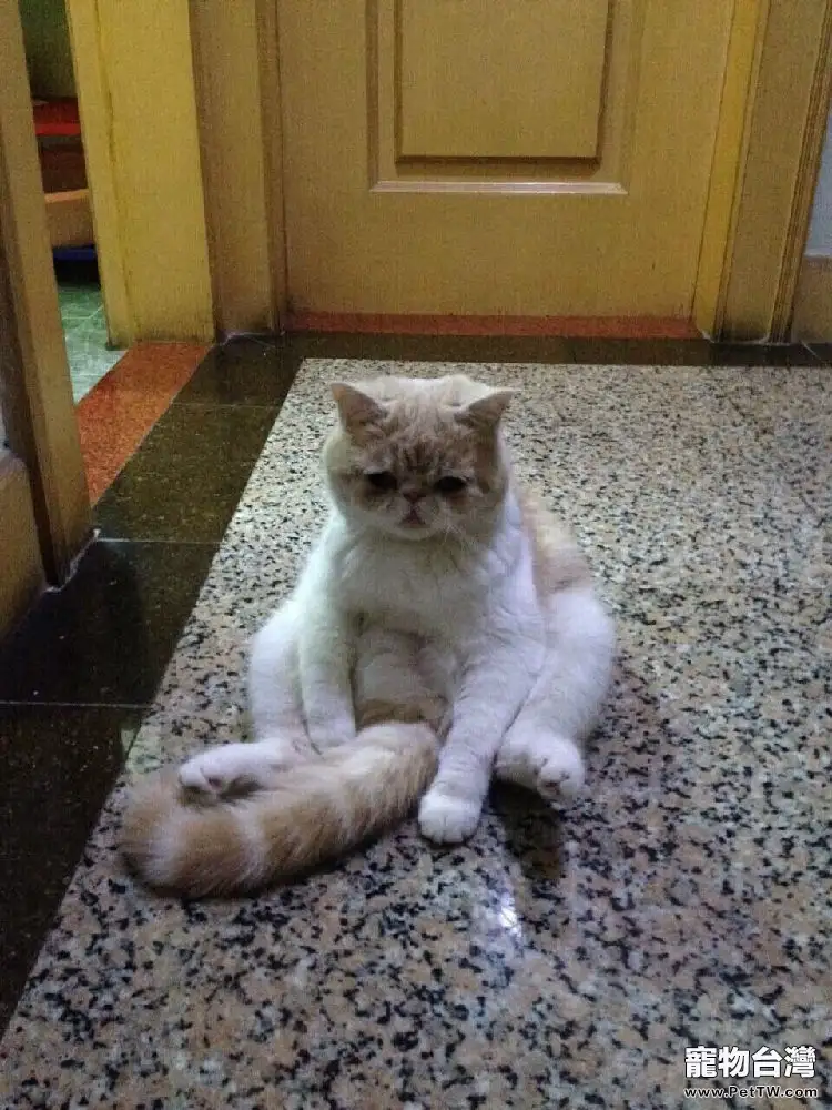 貓咪喝水有學問 貓咪喝水有學問