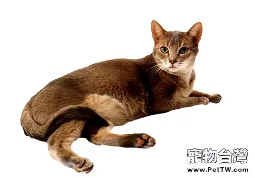 阿比西尼亞貓品種簡介