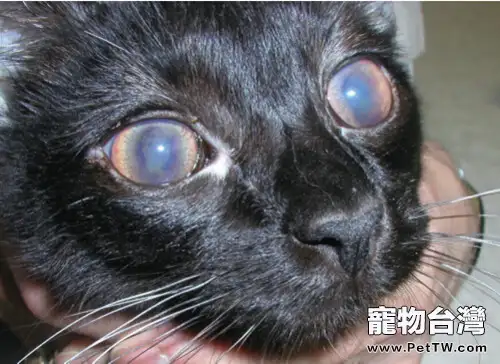 貓傳染性腹膜炎(共5張圖片)-寵物台灣