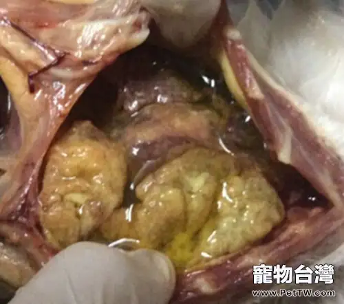 貓傳染性腹膜炎