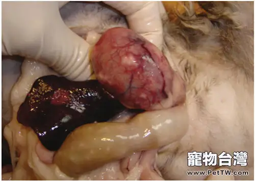 貓傳染性腹膜炎