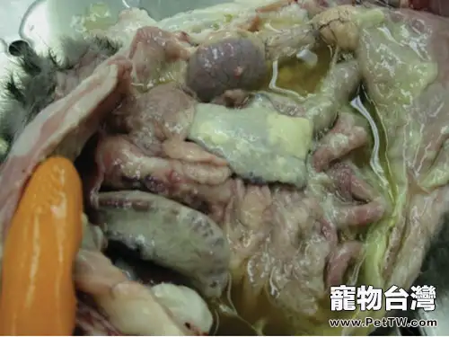 貓傳染性腹膜炎