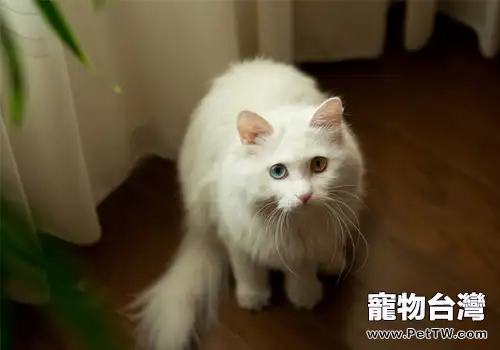 波斯貓的性格特點如何(1圖)-寵物台灣