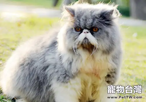 波斯貓的餵食要求有哪些（1圖）-寵物台灣