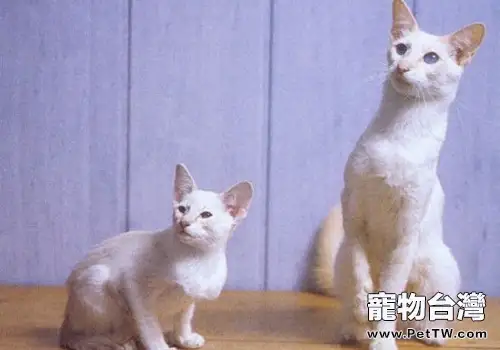 巴厘貓的品種簡介