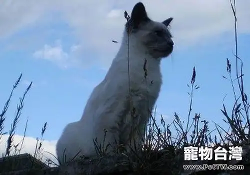 巴厘貓的性格特點如何