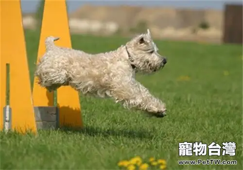 愛爾蘭軟毛梗的性格特點(1圖)-寵物台灣
